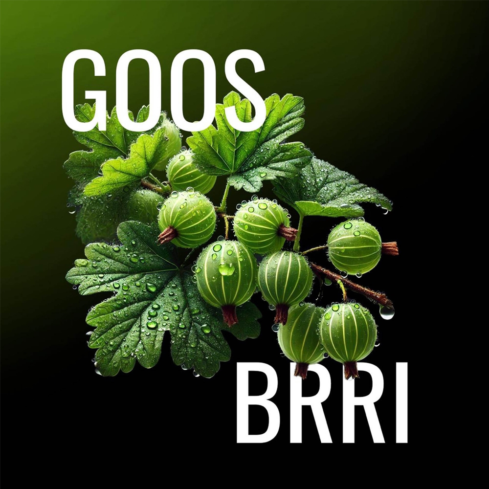 MustH Tobacco 125g - Goos Brri
